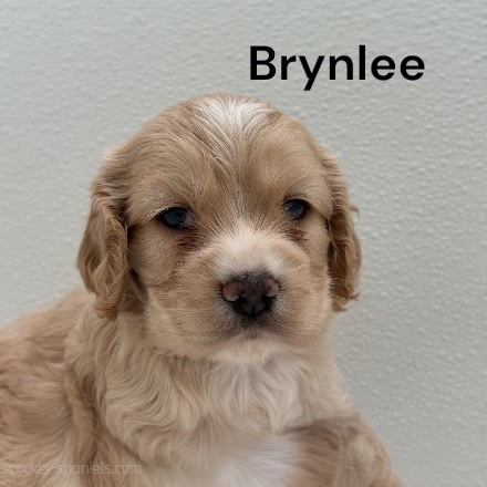 puppy, for, sale, Cocker Spaniel, Joe & Cherri  Overlease, dog, breeder, Miller, MO, dog-breeder, puppy-for-sale, forsale, nearby, find, puppyfind, locator, puppylocator, aca